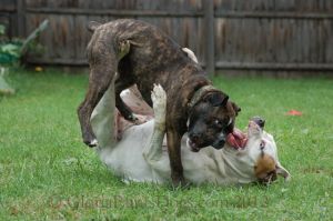 Dogs Playing